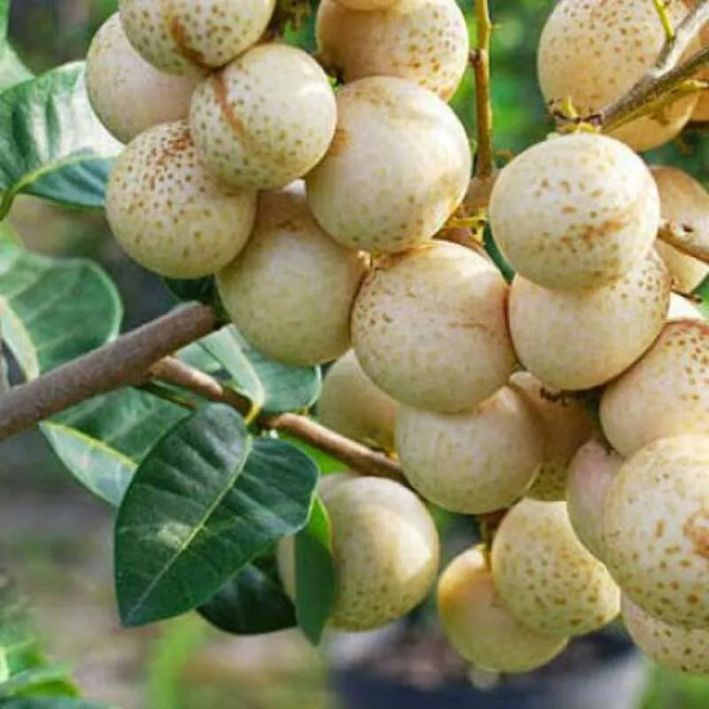 Bibit Kelengkeng Matalada Bibit hasil cangkok