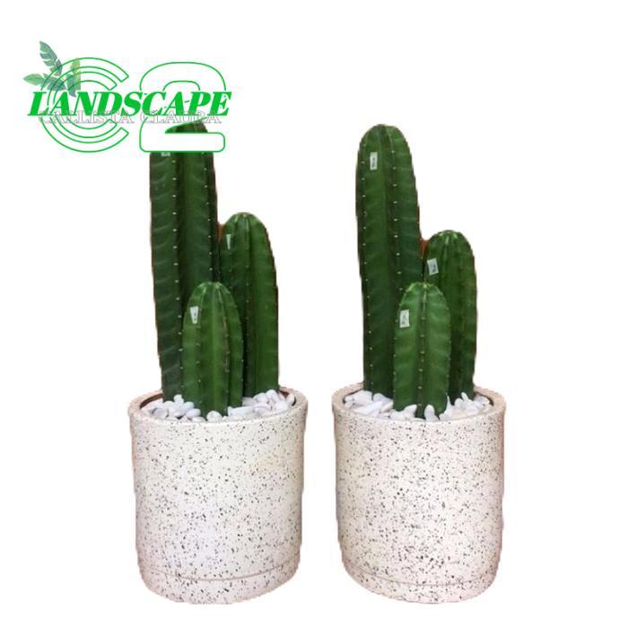 Paket Hemat 3 kaktus koboi tanpa duri - tanamanhias kaktus koboi - tanaman kaktus