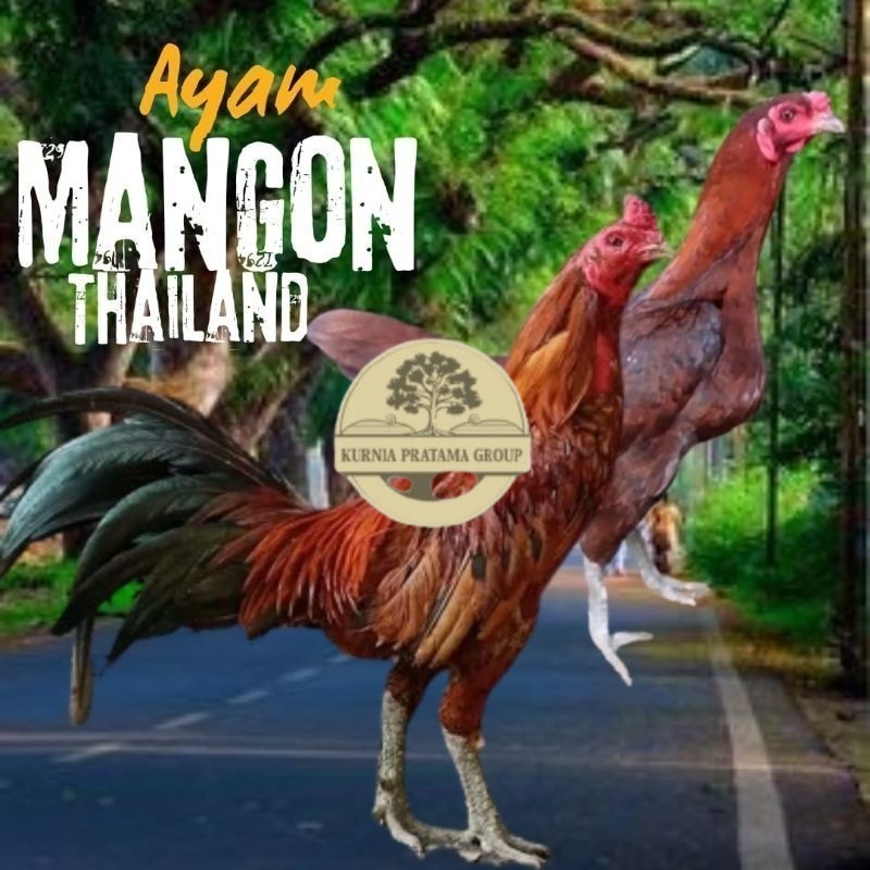 telur ayam mangon Ori Thailand petarung bisa untuk di tetaskan