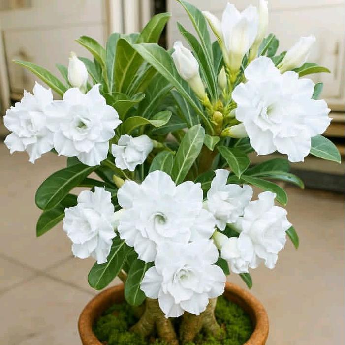 ( bisa cod ) tanaman hias Kamboja jepang bibit bonsai adenium Kamboja jepang white wizard pohon aden