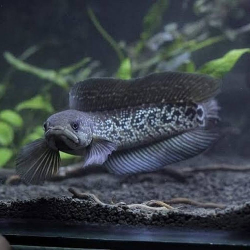 ASIATICA WS JUMBO GONDRONG BAHAN KONTES 14-16CM GARANSI SEHAT 100% COD CANA