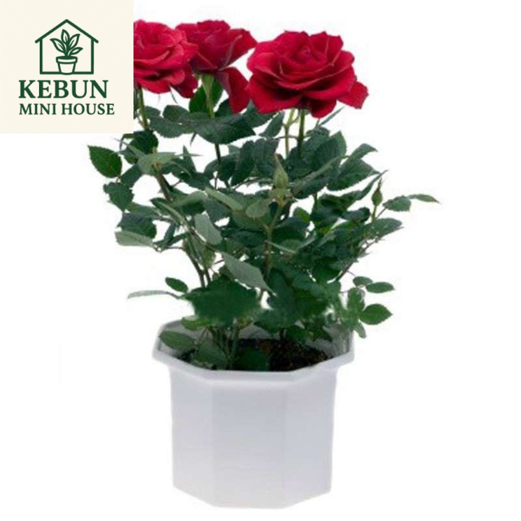 NEW PRMO COD Tanaman Hias Mawar Holland Bunga Mawar Red Rose Sangat Rimbun
