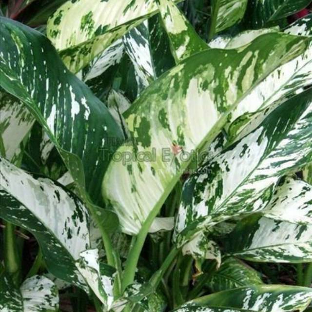 Tanaman hias bunga aglonema Dieffenbachia seguine aurora sri rejeki blorok