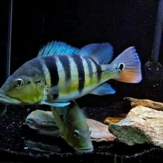 Peacock Bass blue Azul 6-7 cm pibas