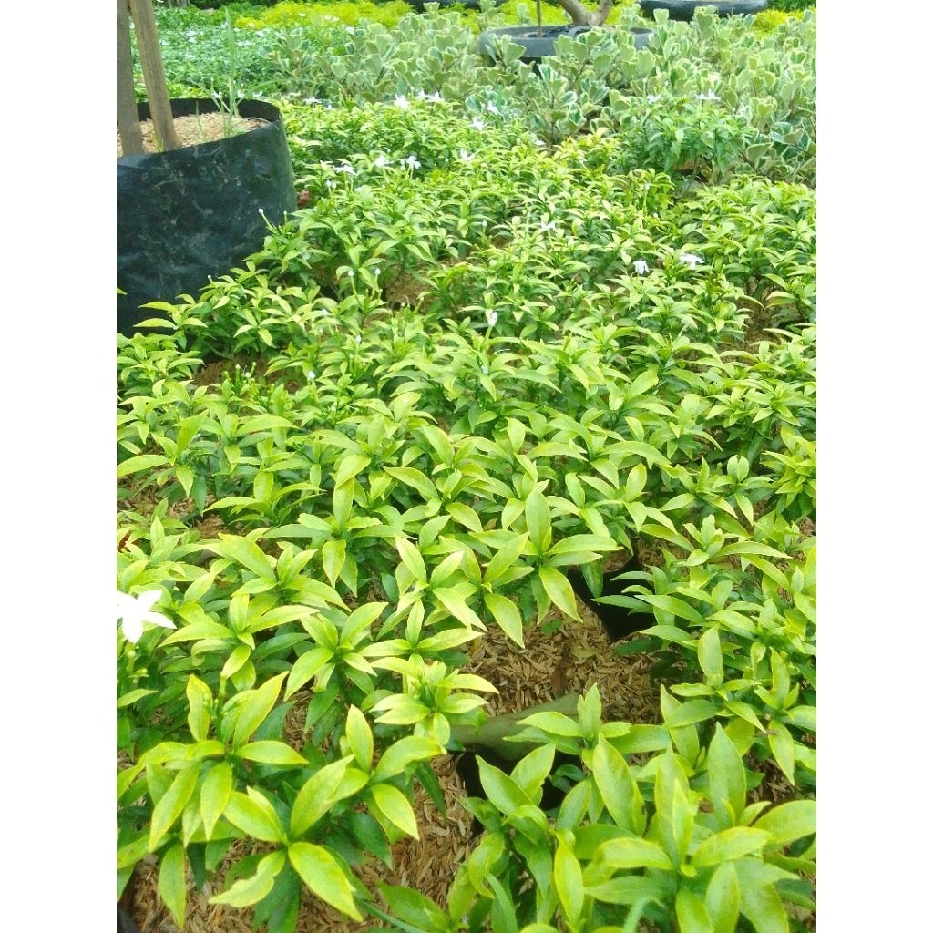 TERBARU Tanaman hias Rombusa golden Pohon Rombusa Kuning LETSGOGARDEN