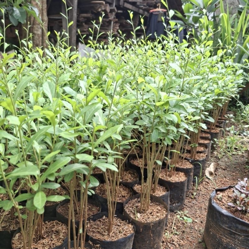 PROMO paket 100 batang tanaman hias Lee Kwan yu - tanaman lee kwan yew - tanaman Tanaman Hidup-,Bung