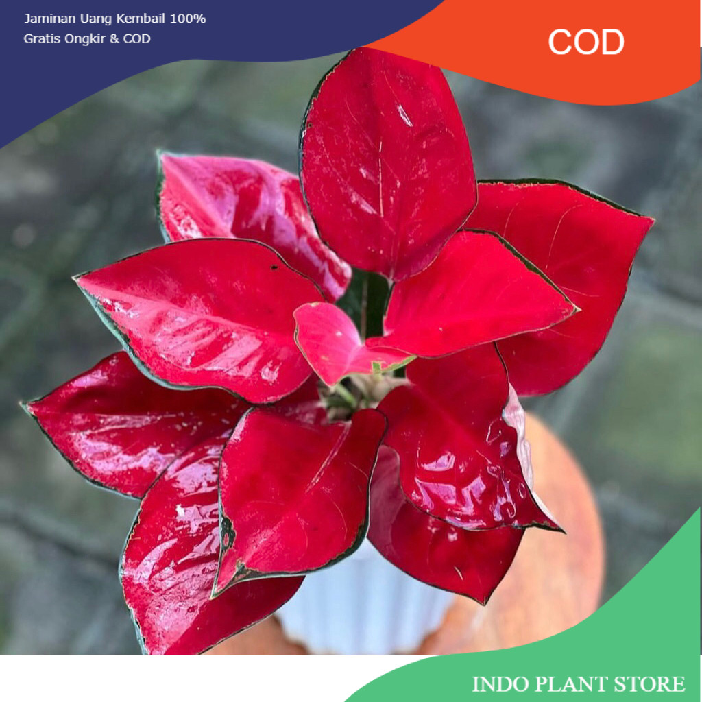 Aglonema Suksom Jaipong baby - Tanamanhias aglonema suksom jaipong anakan terlalis