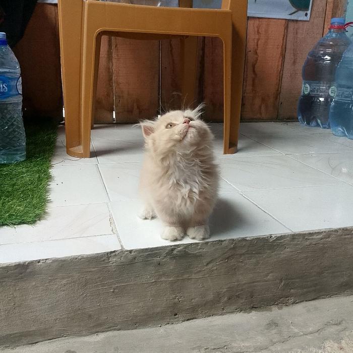 kucing Munchkin gaelic fold/kucing cebol single fold/kucing kaki pendek scotish fold