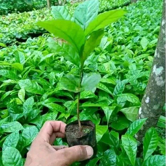 bibit kopi robusta Bagio super paket 100 batang