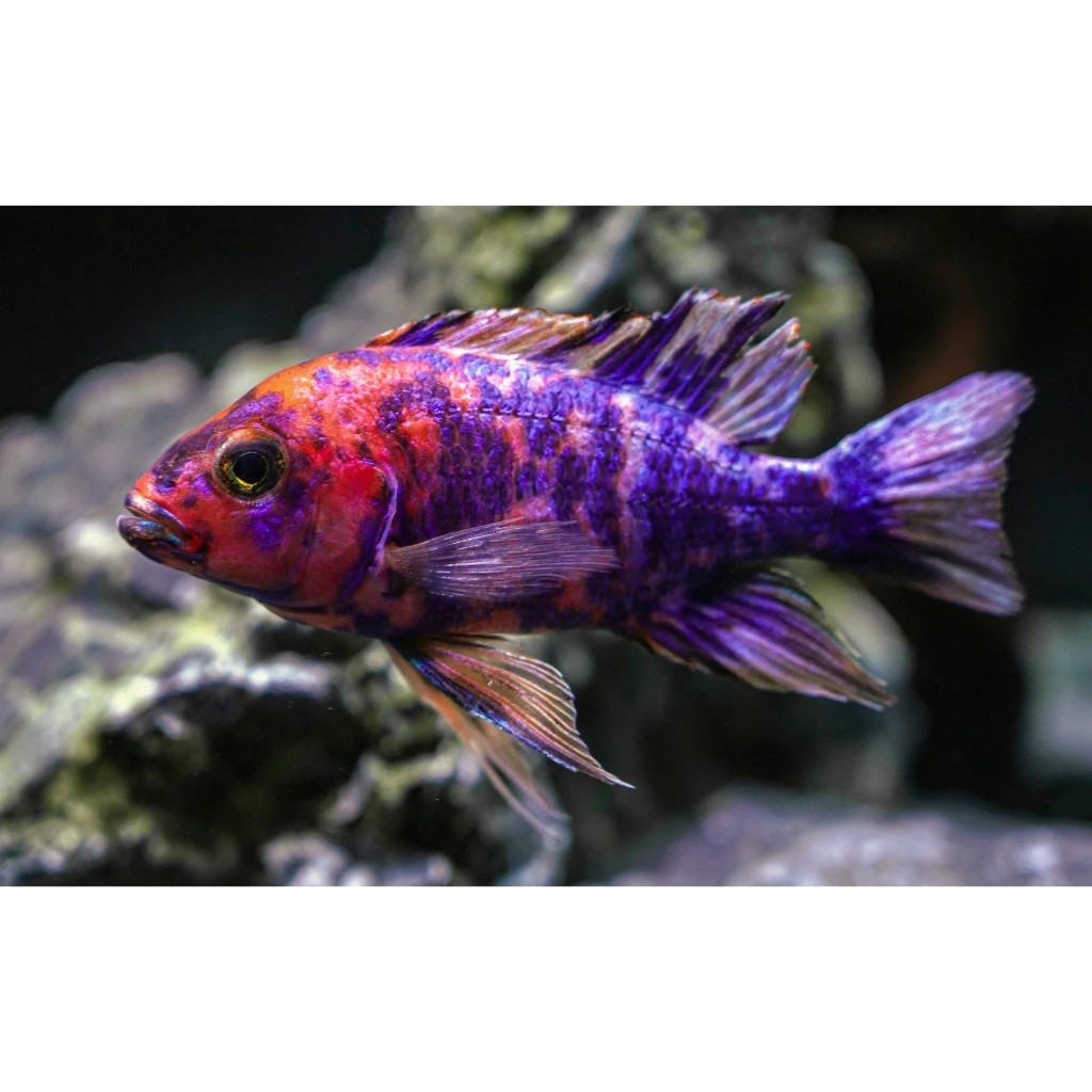 Ikan Cichlid Afrika Peacock 5cm Sehat Lincah gas beli