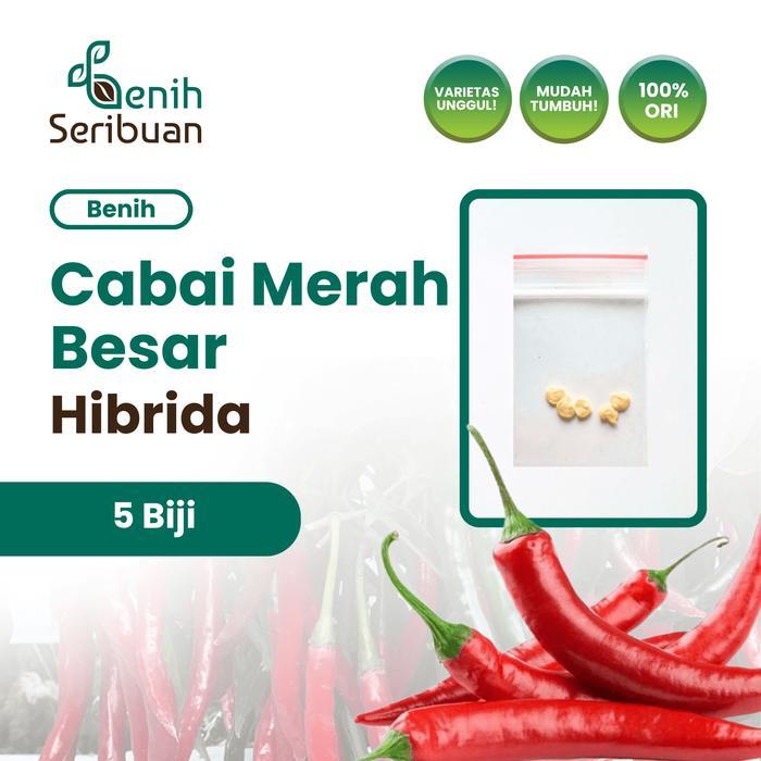 5 Benih Cabe Merah Besar Hibrida Darmais Benih Cabai Buah Lebat Besar - CM BESAR HIBRID