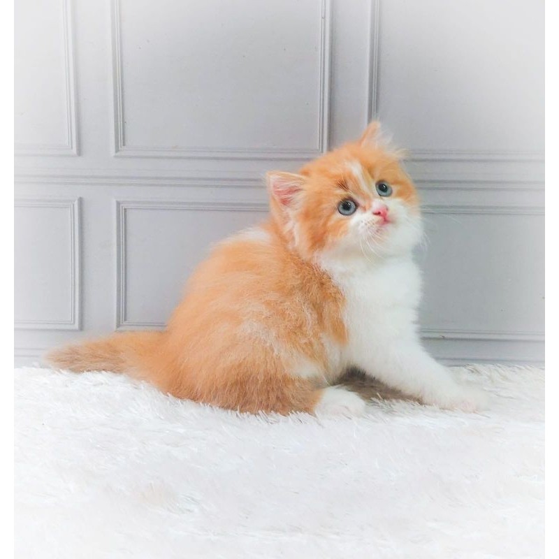 KUCING PERSIA KITTEN/MUNCHKIN