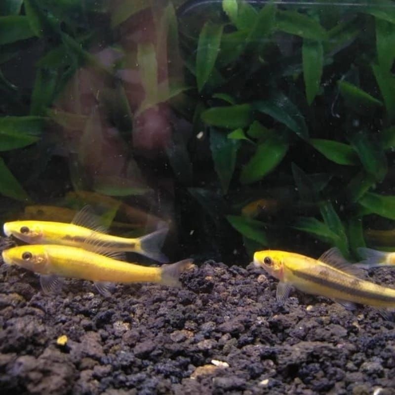 Harga murah 2pcs Hiasan Akuarium Ikan Cae Pembersih Lumut berkualitas