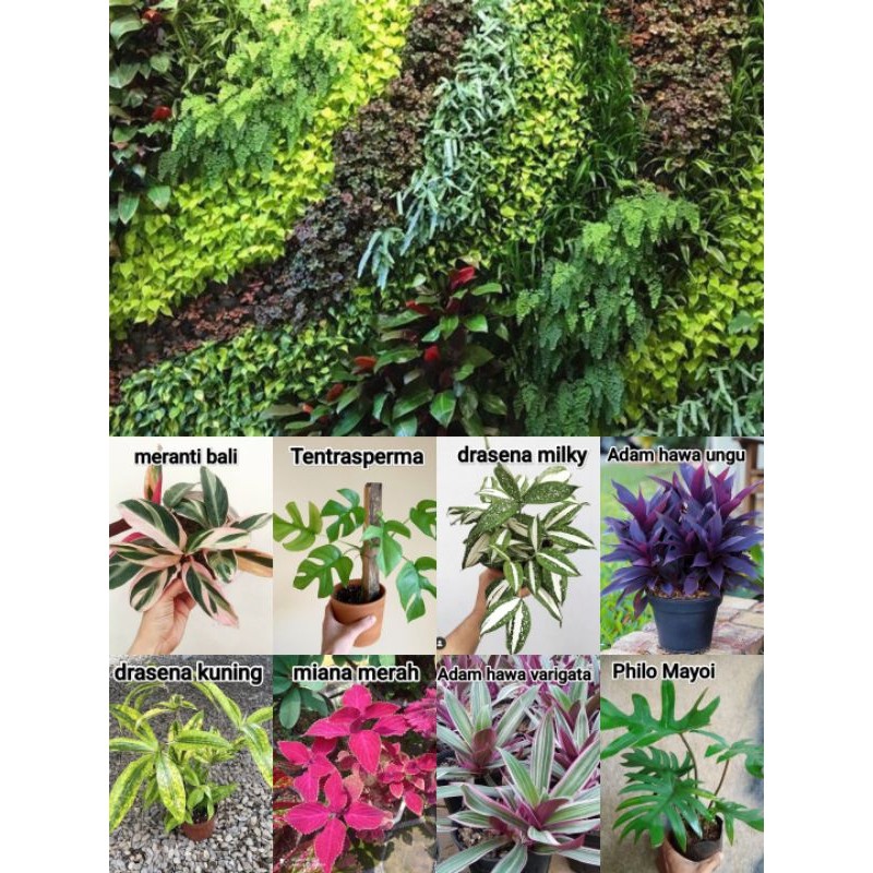 TANAMAN HIAS VERTICAL GARDEN - TANAMAN TAMAN VERTICAL