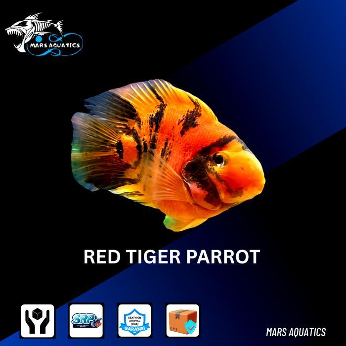 IKAN HIAS PARROT RED TIGER CICHLID RED PARROT TIGER