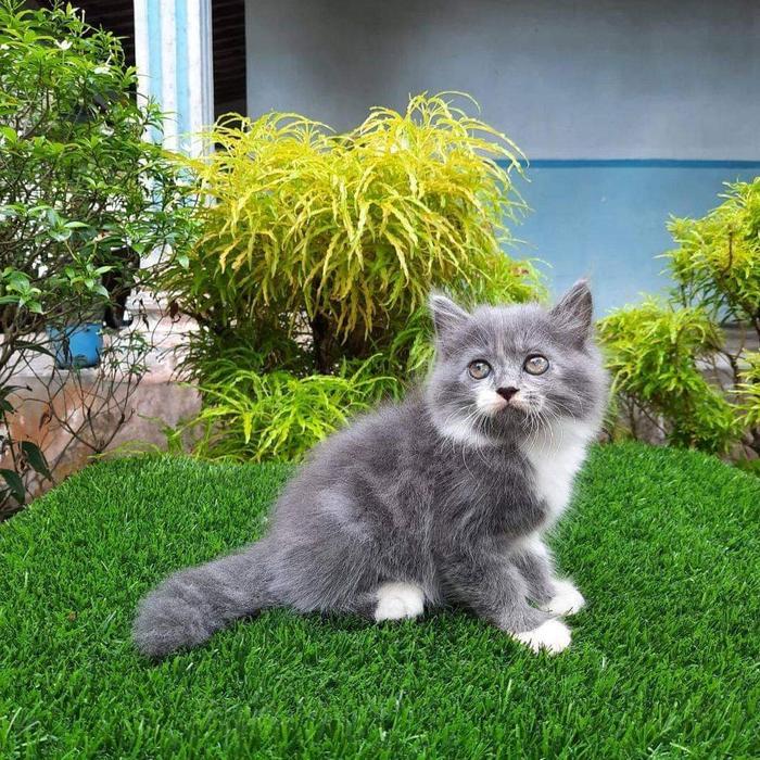 kucing persia jantan dan betina 2,5 bulan keren