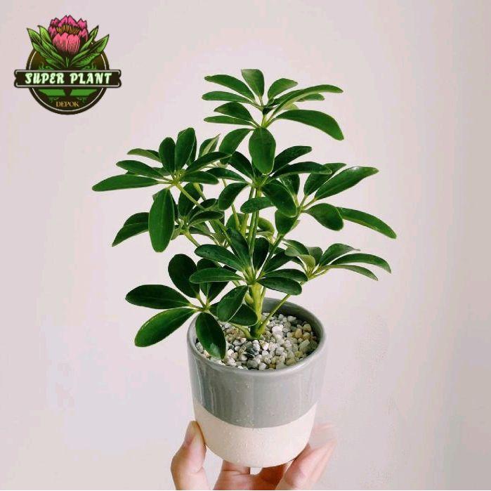 Tanaman Hias Walisongo Hijau - Pohon Walisongo Daun Hijau