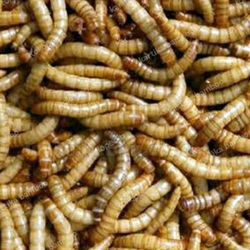 Ulat Hongkong hidup 1 Kg pakan burung reptil ikan