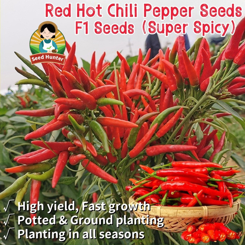 High Yield Super Spicy Siling Labuyo biji Red Hot Chili Pepper benih sayuran unggul (Fast Growing 50