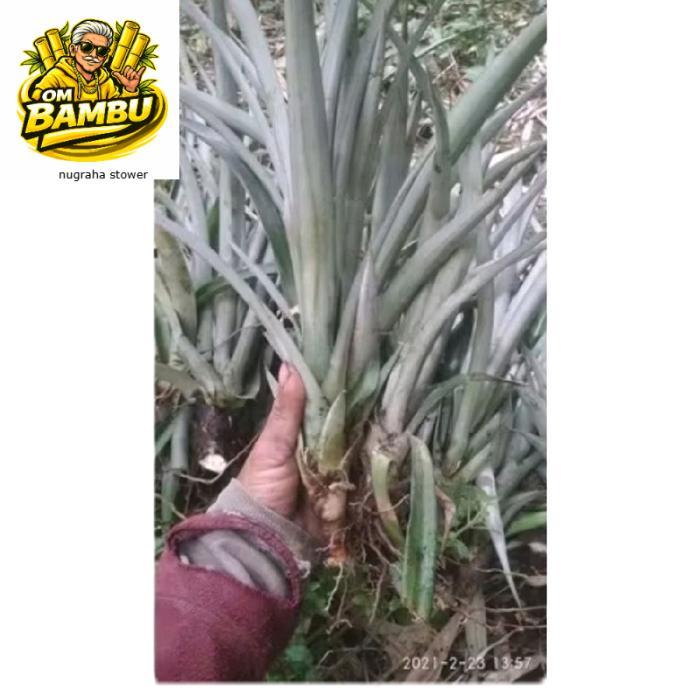 Bibit Nanas Madu Jumbo super siap Tanam