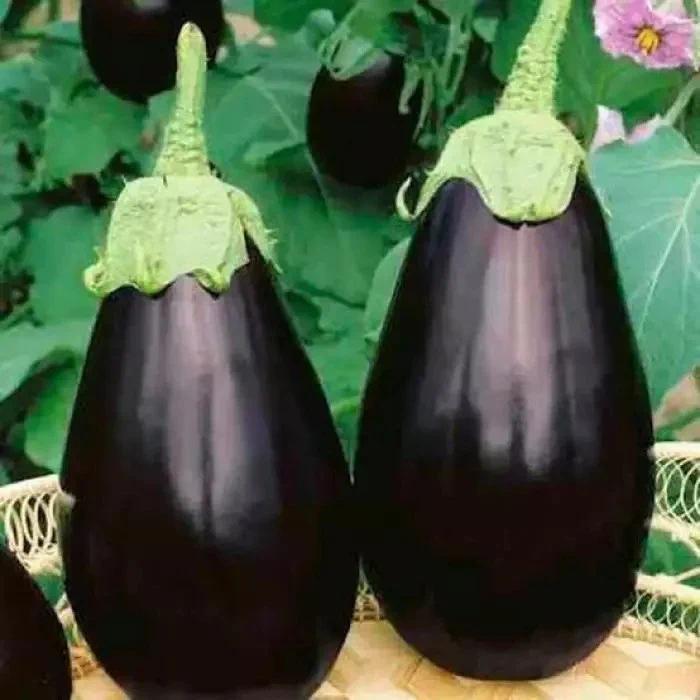 isi 50 butir benih terong jumbo terong jepang hibrida