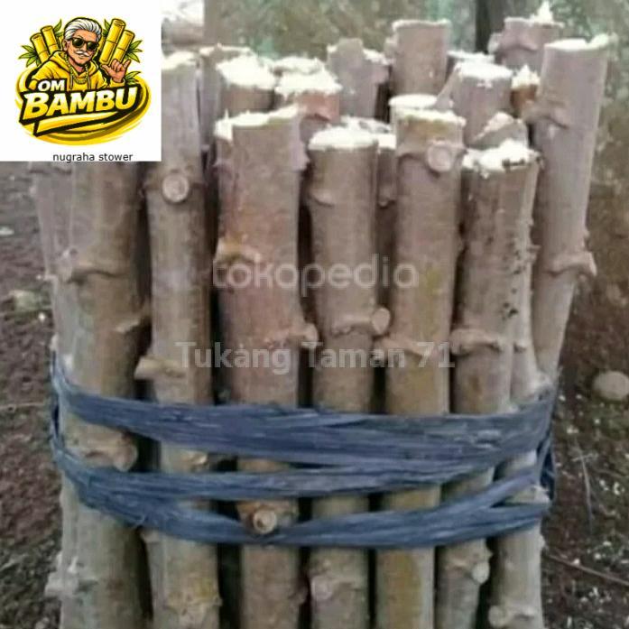 Bibit Singkong Keju pulen 1kg batang plus bonus DM