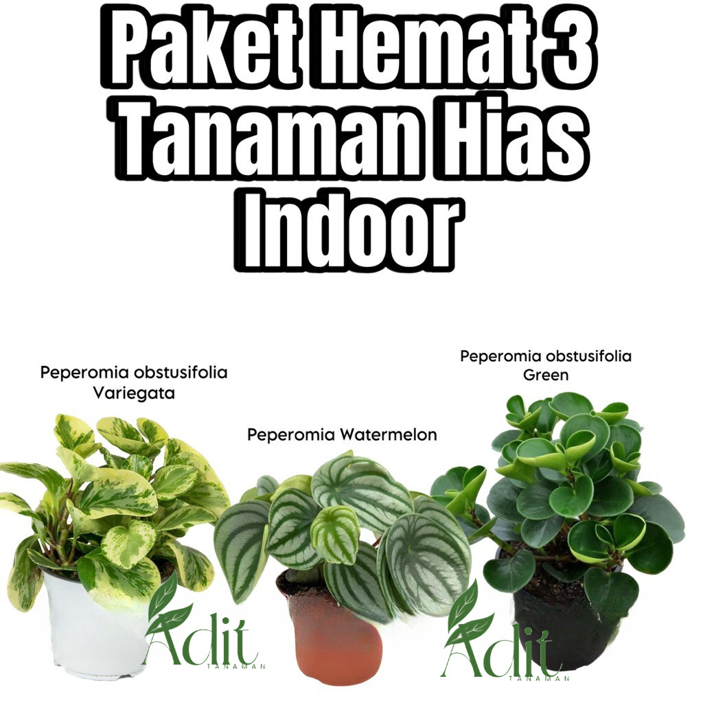 paket murah 3 tanaman peperomia tanaman watermelon tanaman jade plant varigata tanaman templan hijau