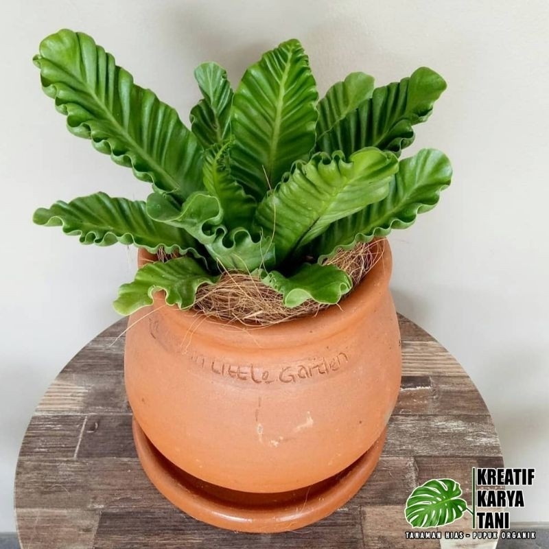 Tanaman Hias Kadaka Lasagna Rimbun Dan Teduh