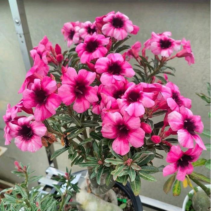( bisa cod ) tanaman hias adenium Kamboja jepang bunga langka bibit bonsai adenium Kamboja jepang po