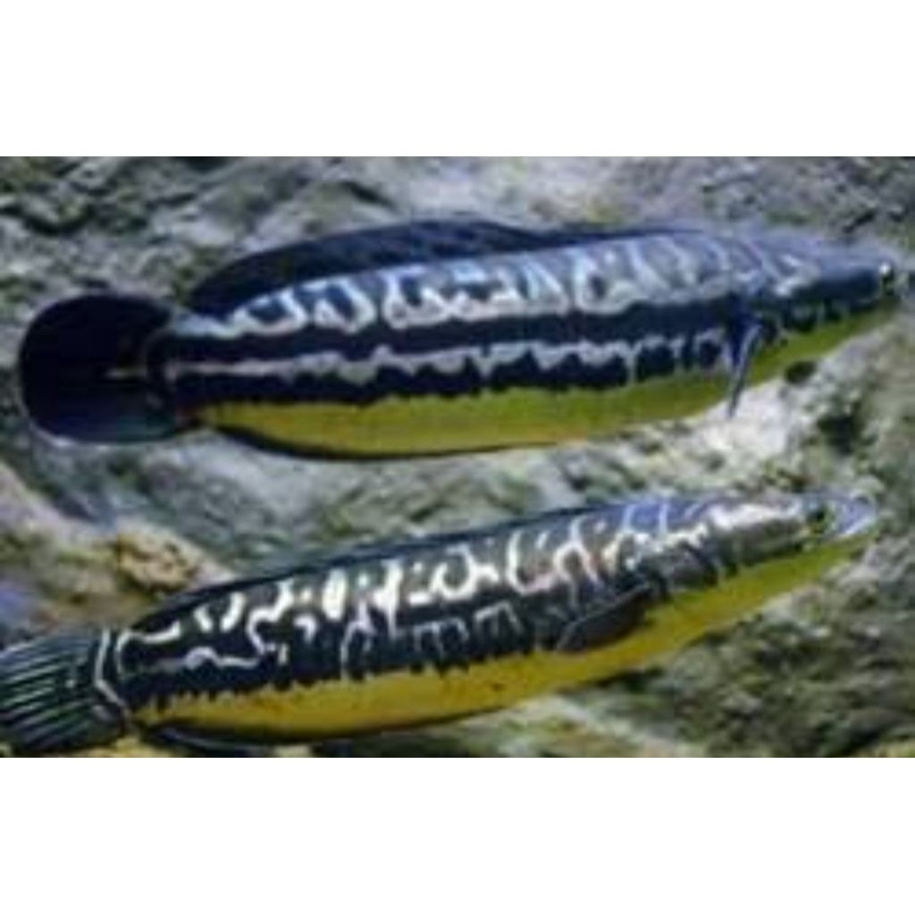 Toman gen jumbo Ikan Hias 10-14cm Warna Cantik asli Kalimantan bisa cod