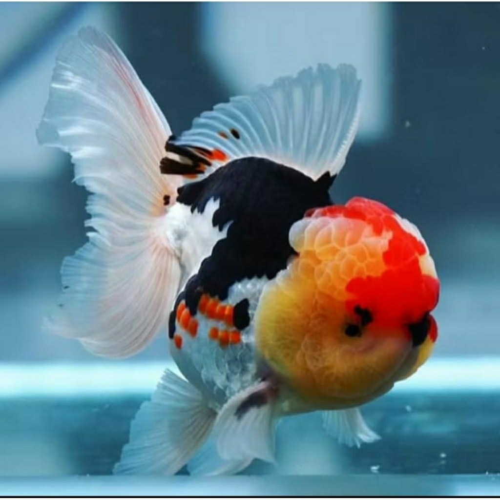 Terlaris Koki Tri Color 10-12 cm Oranda Panda Ukuran Dewasa+(Bonus Pakan)