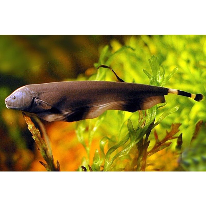Hiasan aquarium Ikan Black Ghost isi 2 Ikan Hias Aquascape Terlaris Keren
