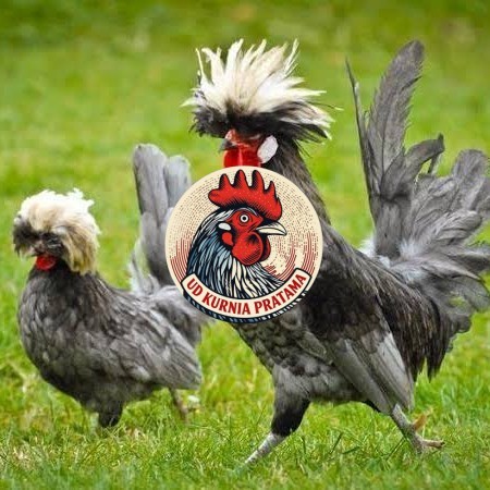 Telur ayam poland / telur ayam hias / telur fertil siap cod UD KURNIA PRATAMA