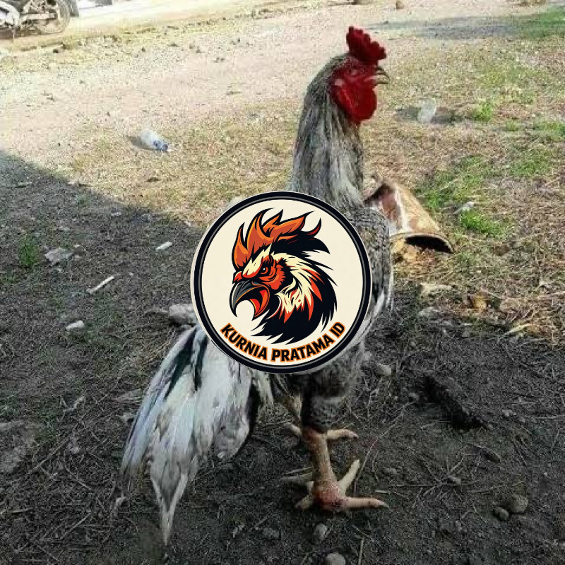 TELUR FERTIL AYAM GORILA F1 UNTUK DITETASKAN KURNIA PRATAMA ID