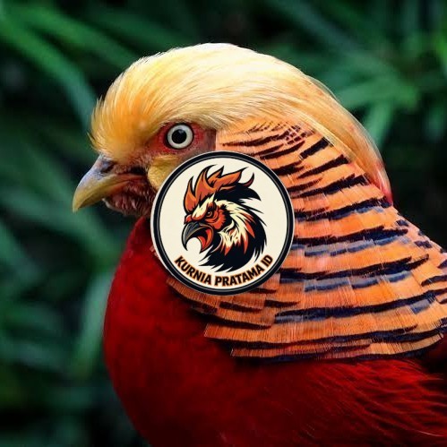 Telur ayam ringneck golden pheasant telur ayam hias fertil siap tetas KURNIA PRATAMA ID