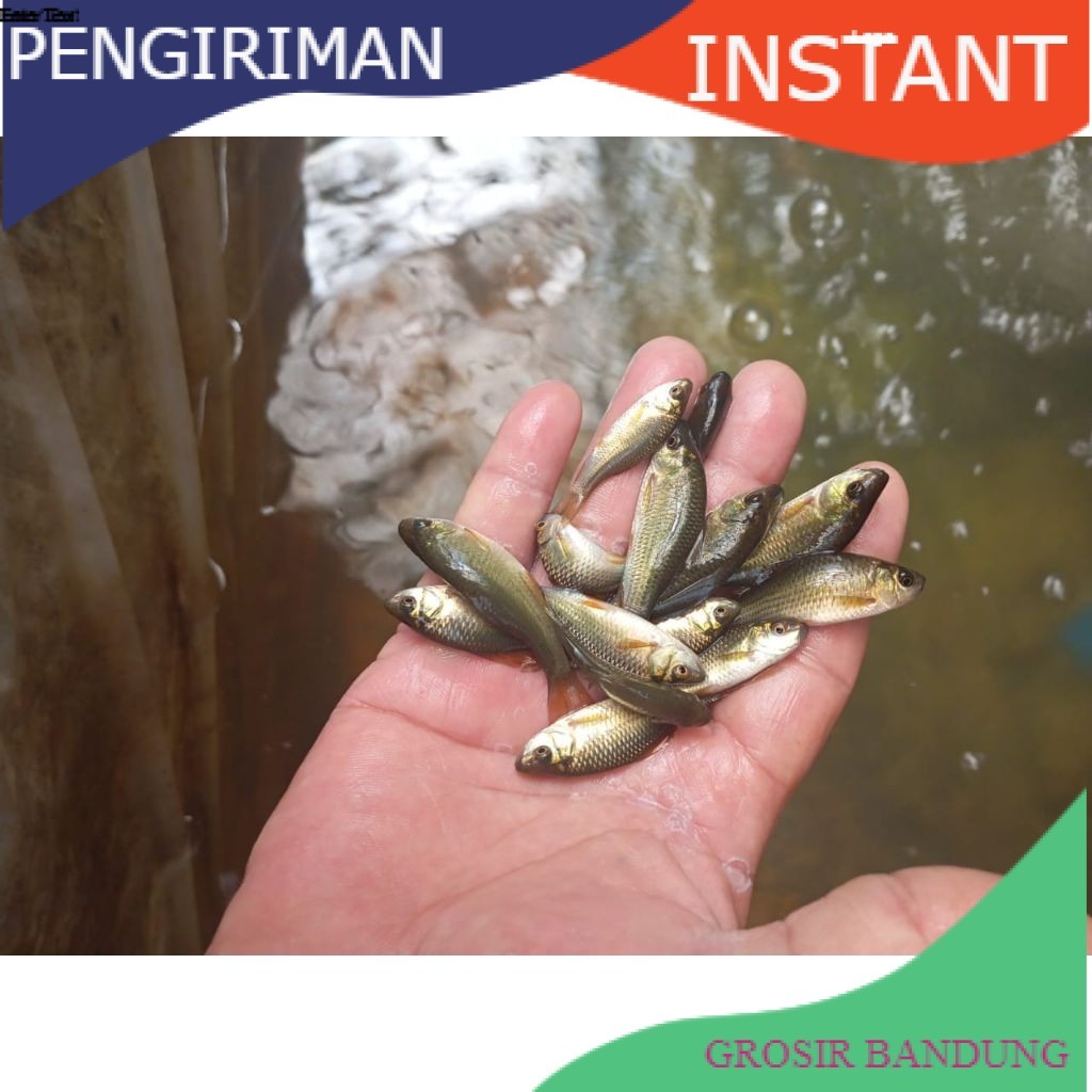 Ikan Nilem terapi / trapi / per ekor / ikan terapi GROSIR BANDUNG