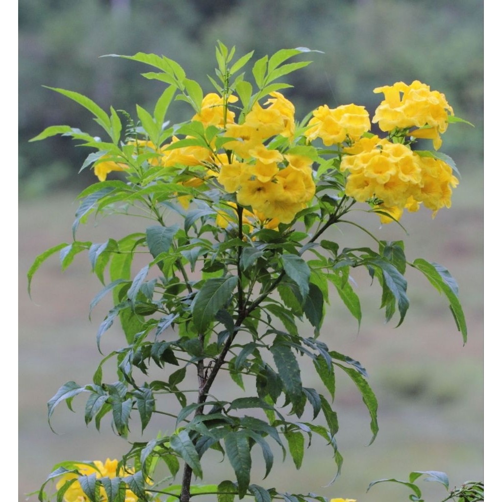 Promo COD tanaman hias tecoma stan bunga kuning - bibit tekomaria - bunga tecoma - tekomaria bunga k