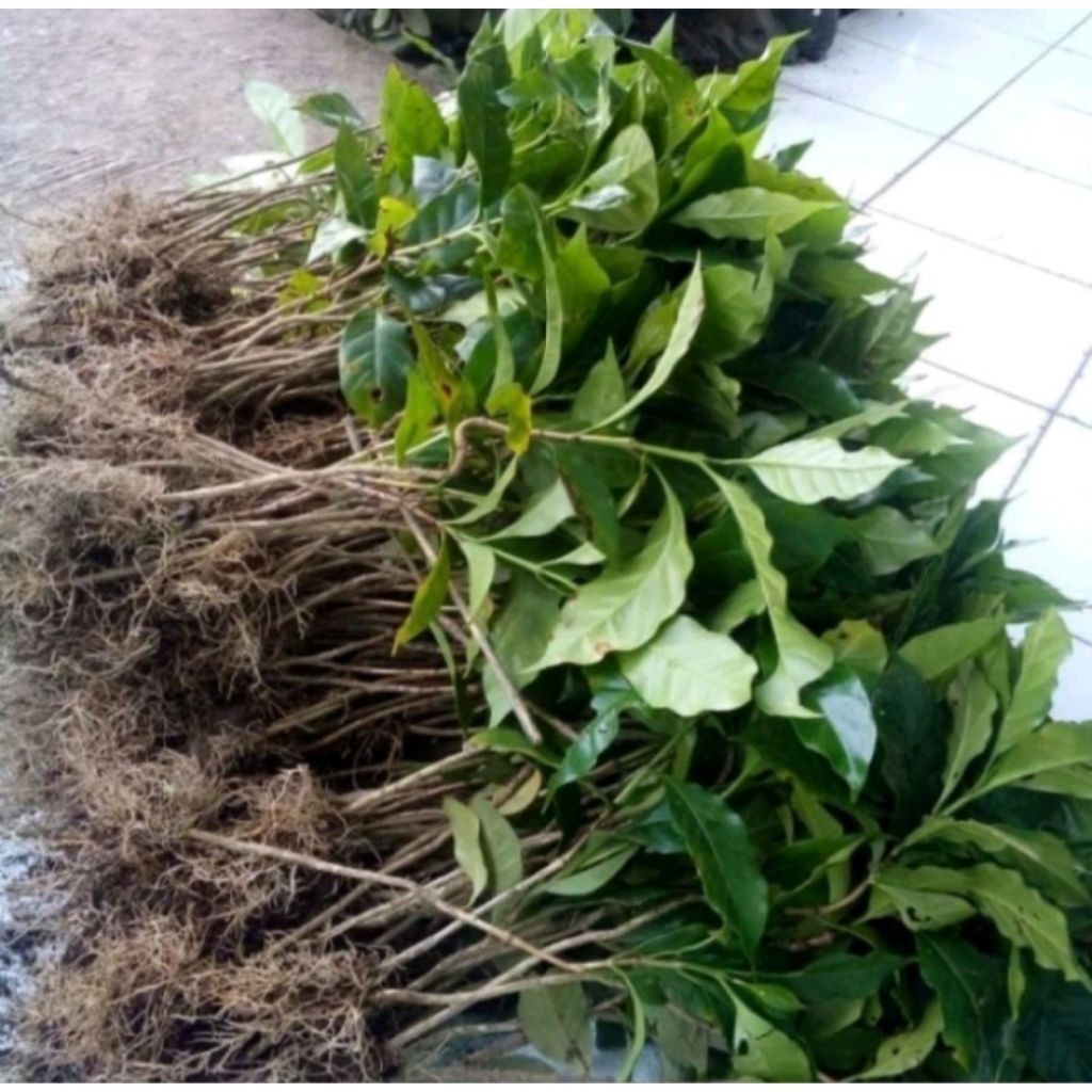 bibit kopi robusta / 10 bibit super kualitas terbaik