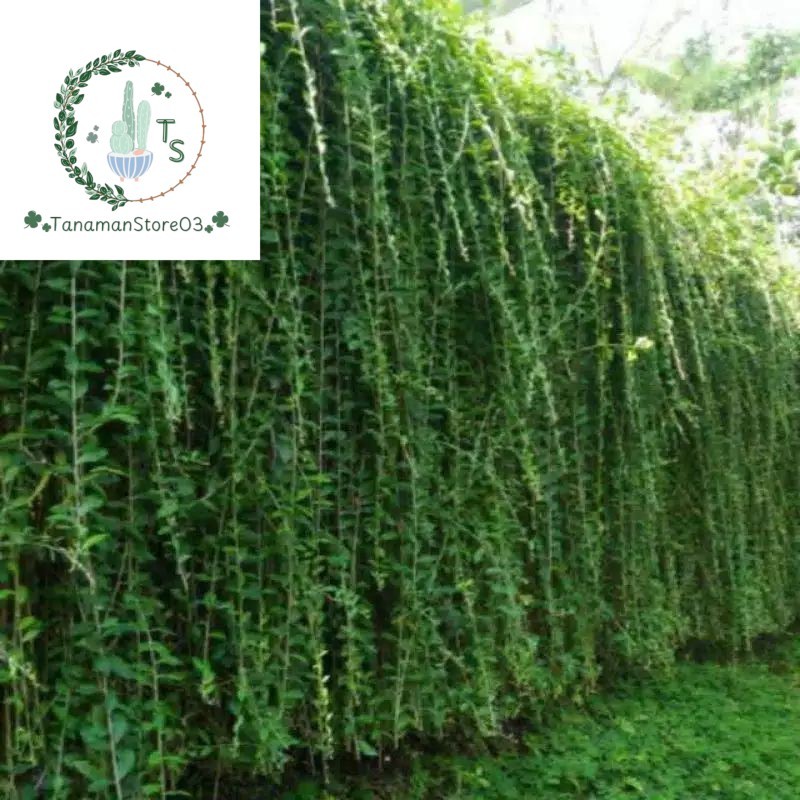 pohon lee kwan yew-Tanaman lee kwan yew