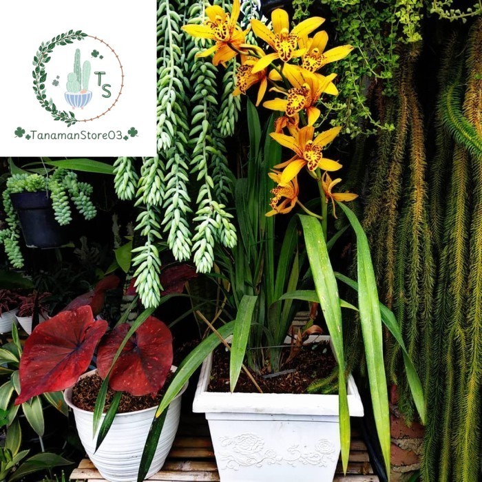 anggrek cymbidium chen's ruby,cimbidium