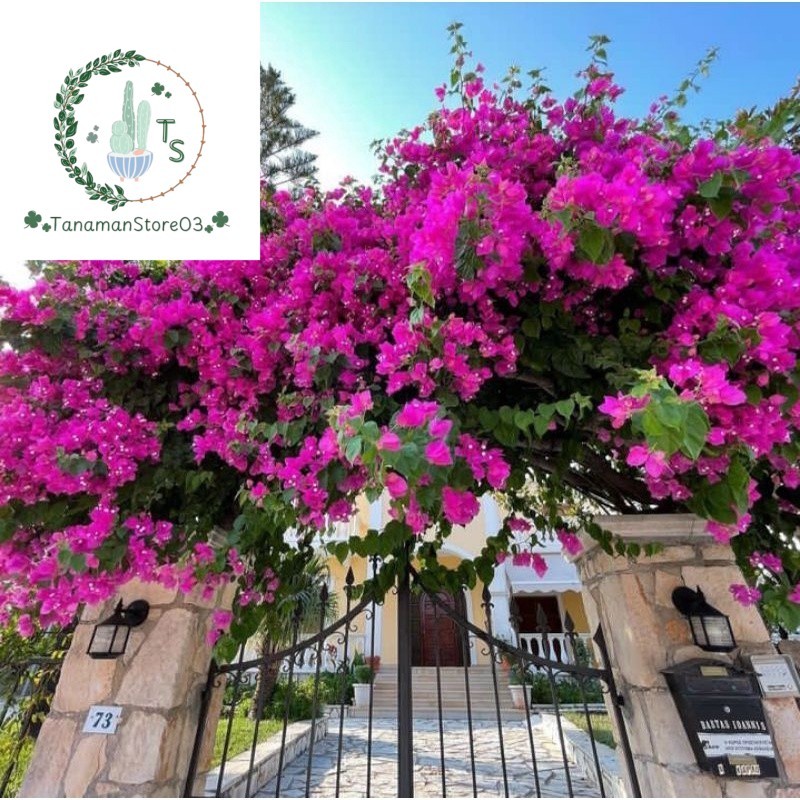 tanaman hias bugenvi - bugenvil ungu - bugenvil putih - bugenvil oren - bugenvil merah fanta