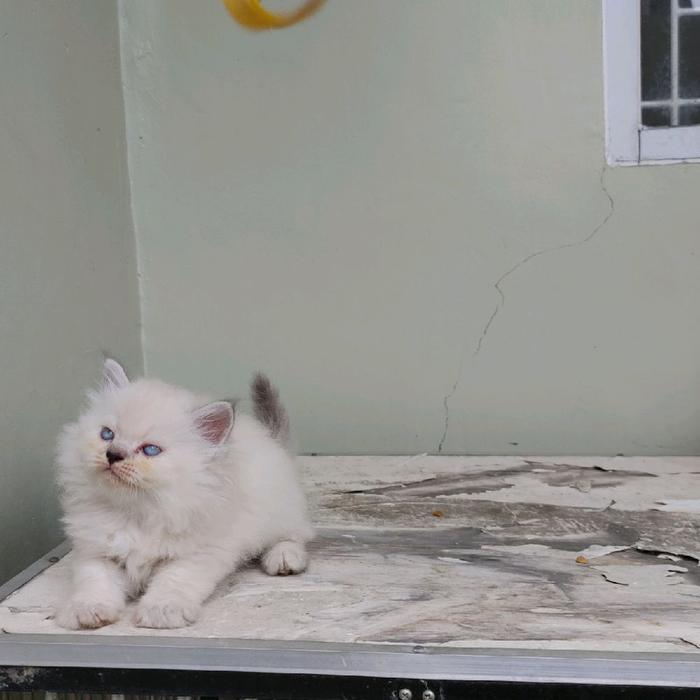 kucing kitten persia mix ragdoll - mix ragdoll 1