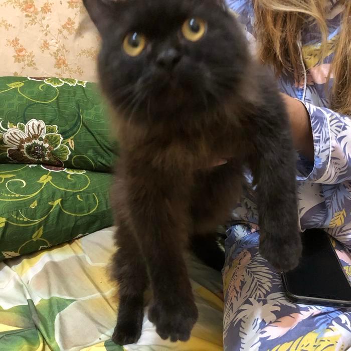 kucing persia jantan