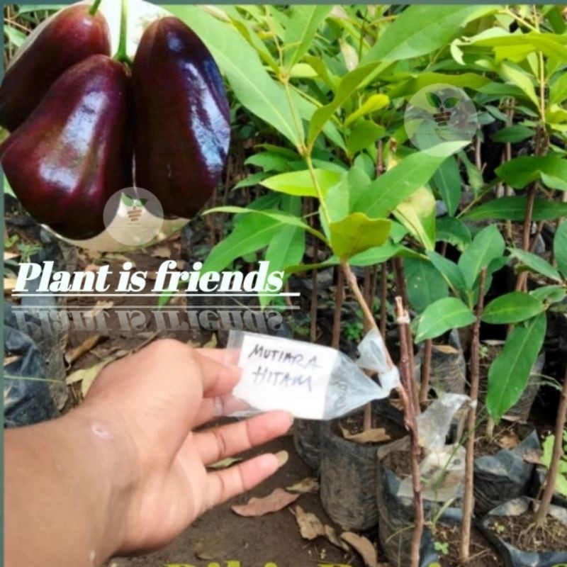BIBIT JAMBU AIR MUTIARA HITAM OKULASI TANAMAN JAMBU AIR MUTIARA HITAM