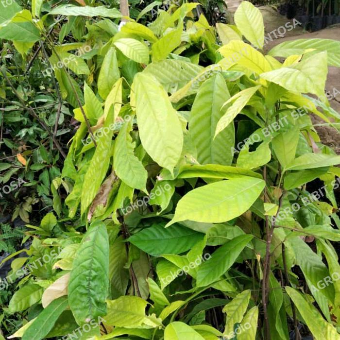 bibit tanaman kakao coklat hibrida unggul pohon ready hasil benih