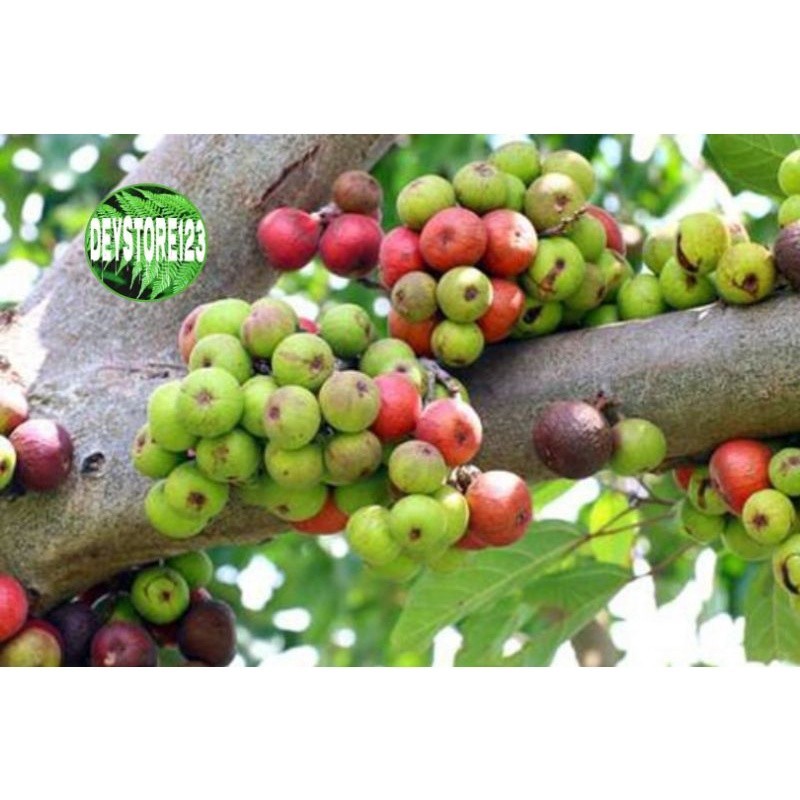 Terlaris Buah Loa  Buah Ara Segar 1 Kg Kualitas Premium