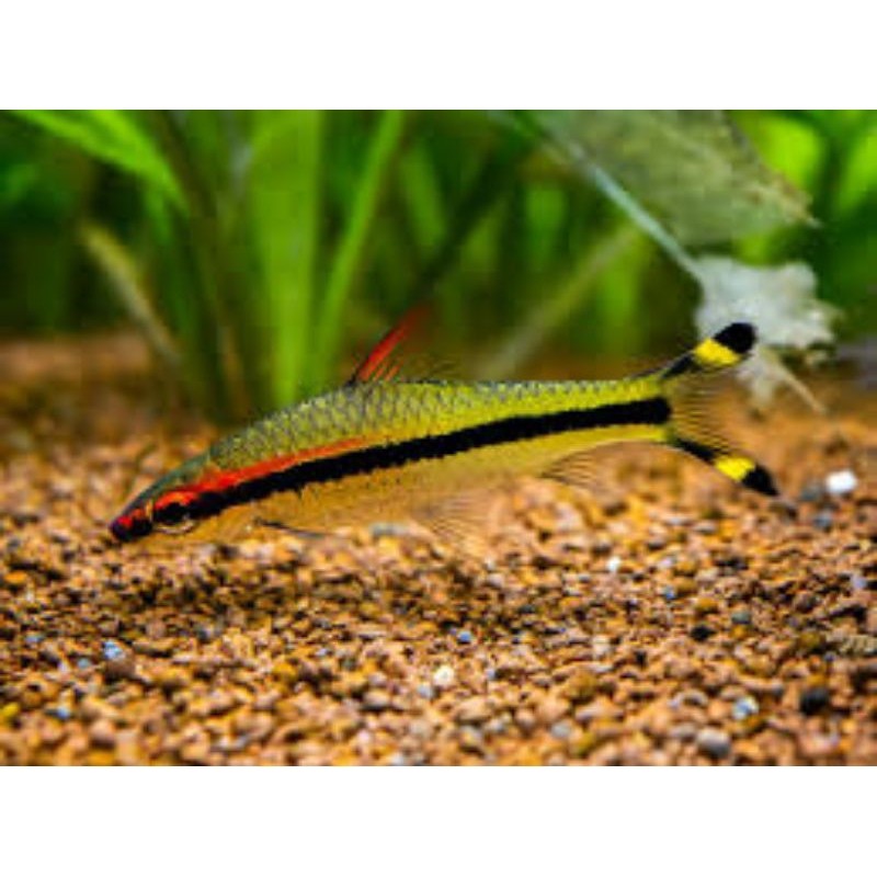 Ikan bagus puntius denisoni berkualitas