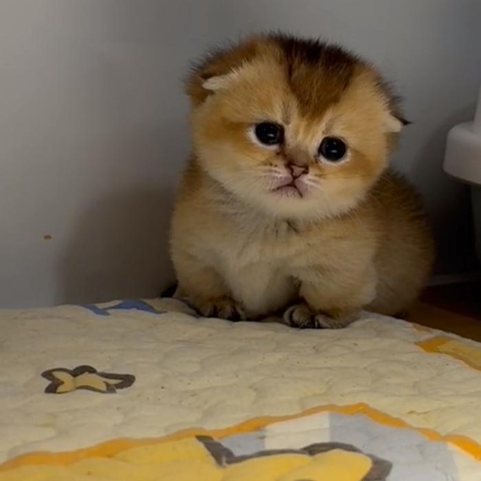 kitten gaelic/munchkin scotish fold