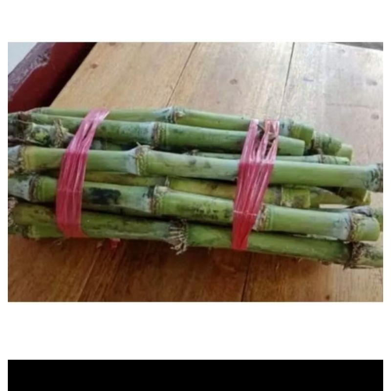Bibit Tebu Telor (Terubuk) - 8 Biibit
