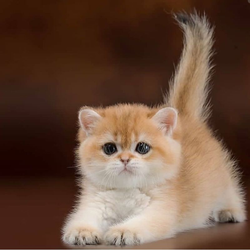 Kucing import British shorthair Jantan 3 Bulan